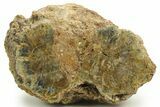 Fascinating, Petrified Wood Candle Holder - Madagascar #378667-3